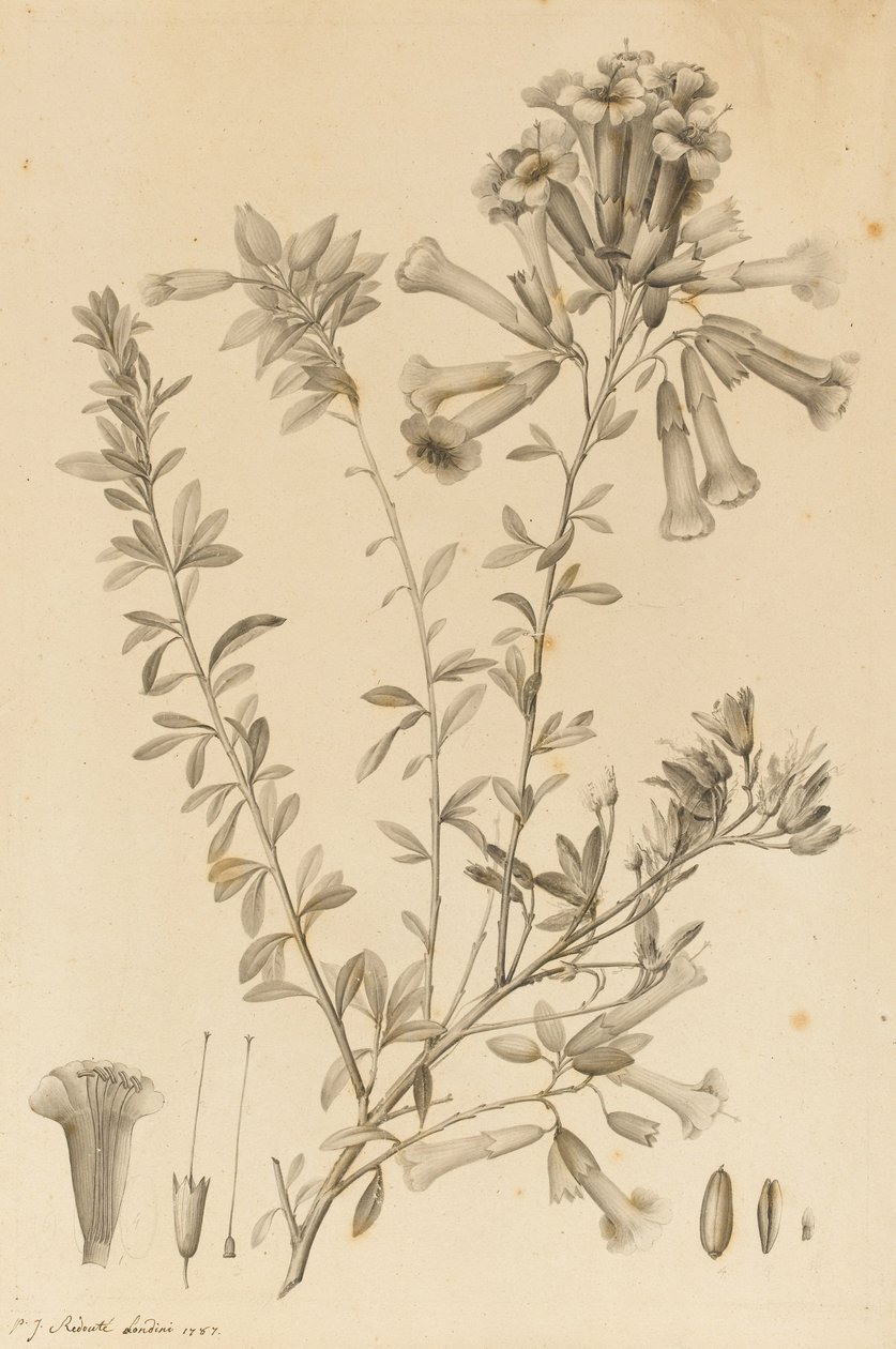 أنواع Periphragmos ، 1787 (حبر أسود وغسل رمادي على ورق ، عالق لأسفل على جبل) بواسطة بيير جوزيف ريدوت