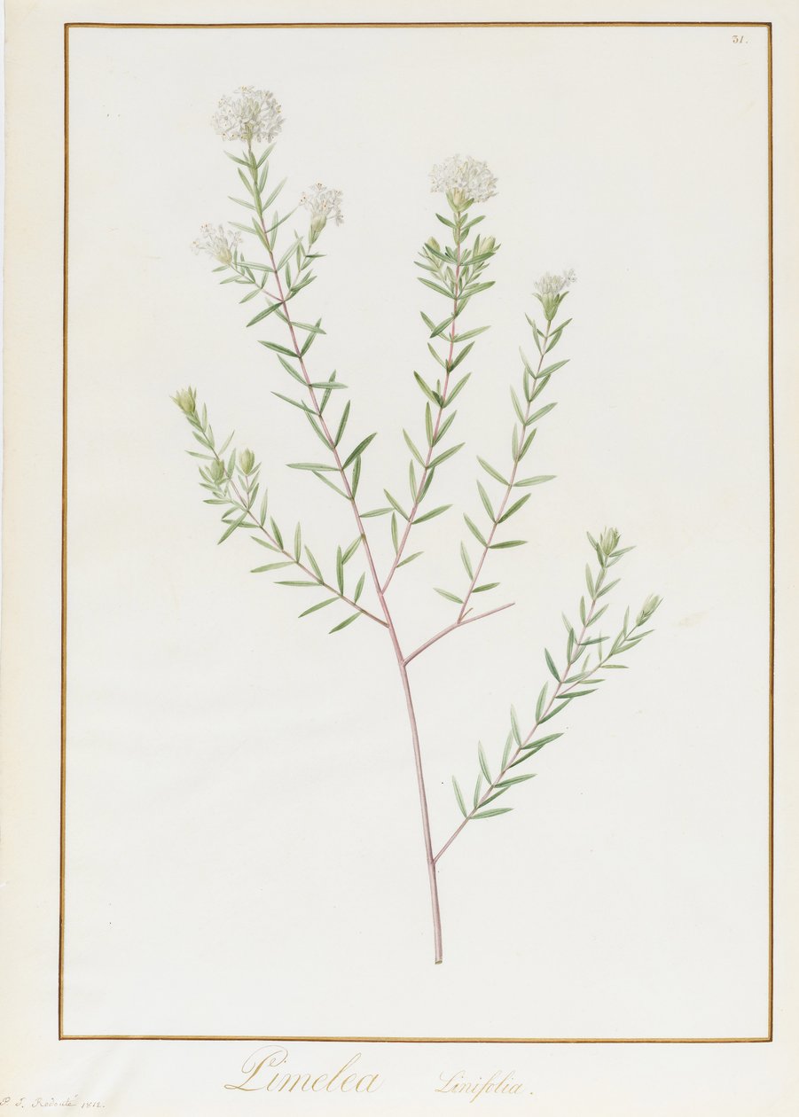 Pimelea Linifolia ، 1812 (المرحاض ولون الجسم فوق الجرافيت على الرق) بواسطة بيير جوزيف ريدوت