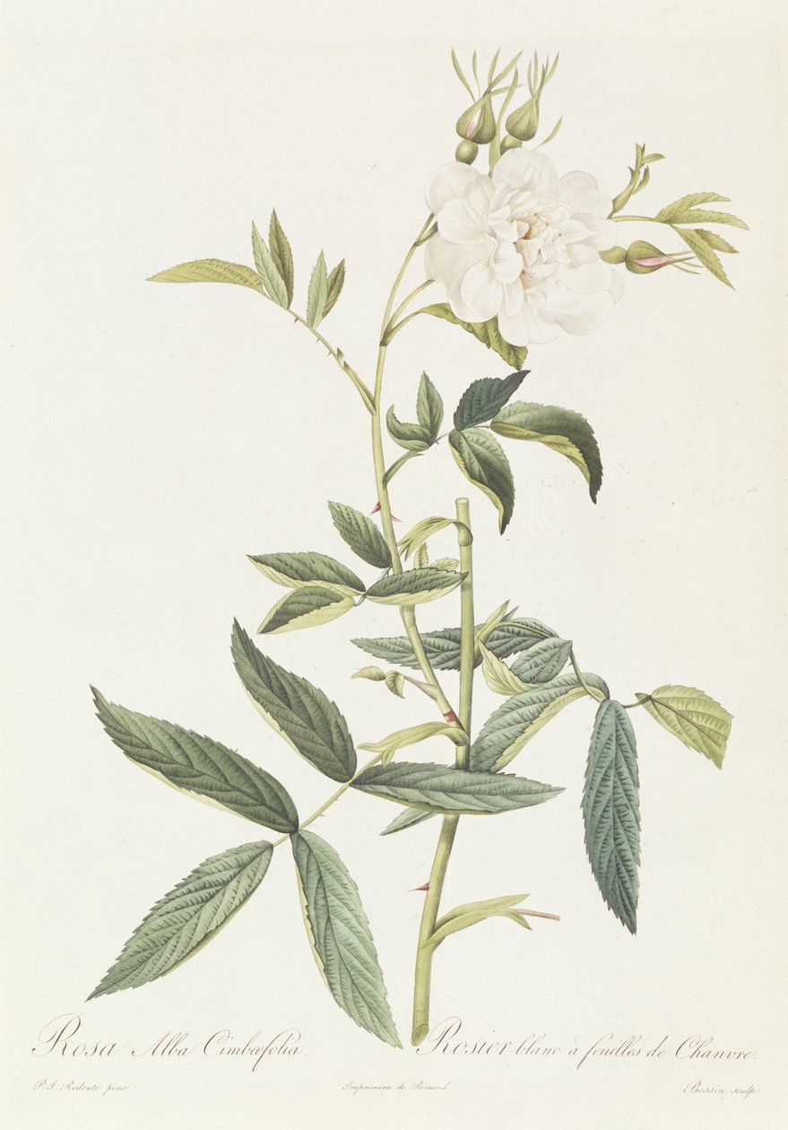 Rosa Alba Cimbaefolia بواسطة بيير جوزيف ريدوت
