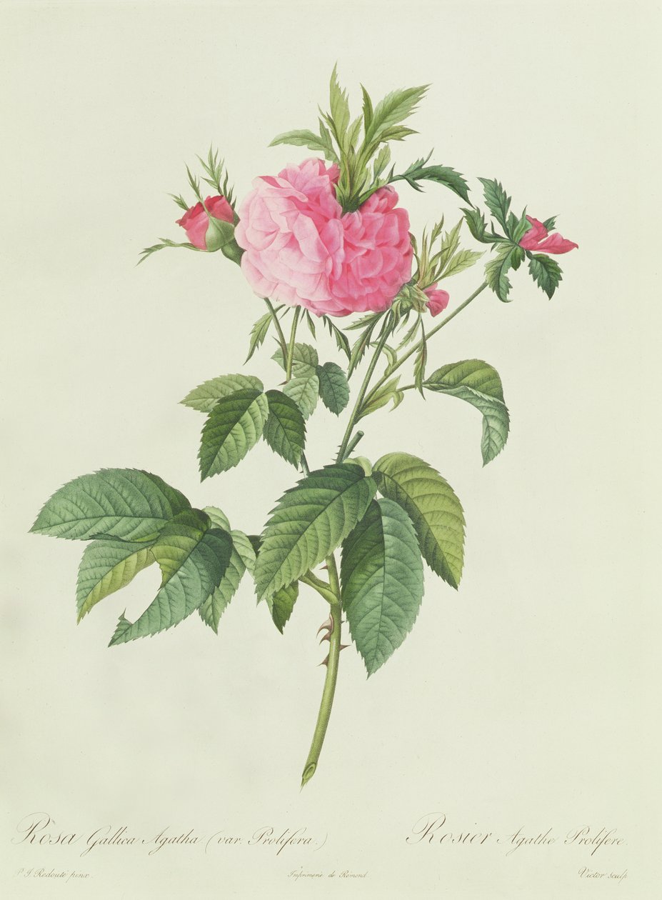 Rosa Gallica Agatha Prolifera بواسطة بيير جوزيف ريدوت