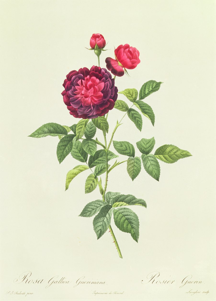 Rosa Gallica Gueriniana بواسطة بيير جوزيف ريدوت