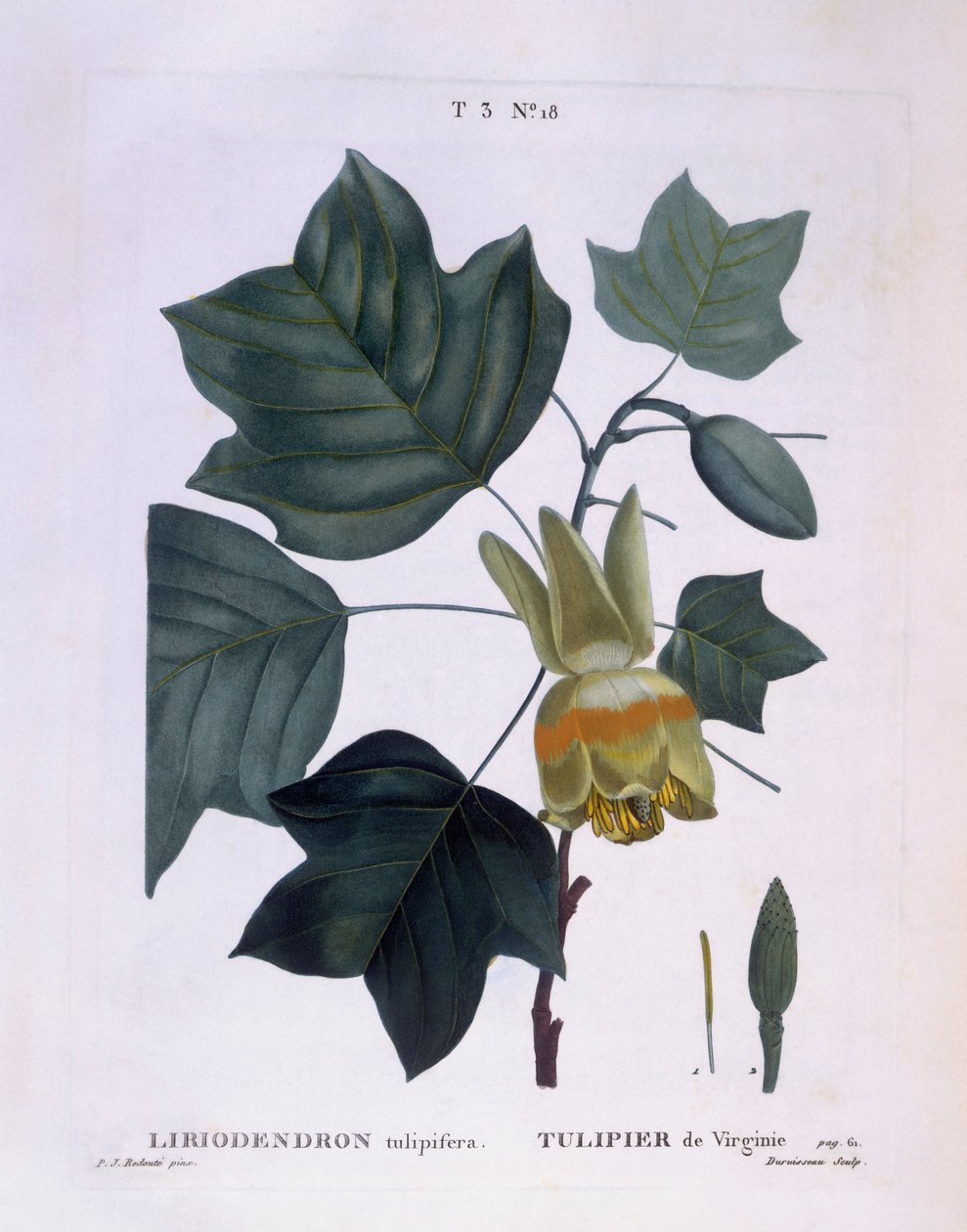 شجرة الزنبق الأمريكية (Liriodendron tulipifera) ، Henry Louis Duhamel du Monceau ، لوحة نباتية من تصميم Pierre Joseph Redouté بواسطة بيير جوزيف ريدوت
