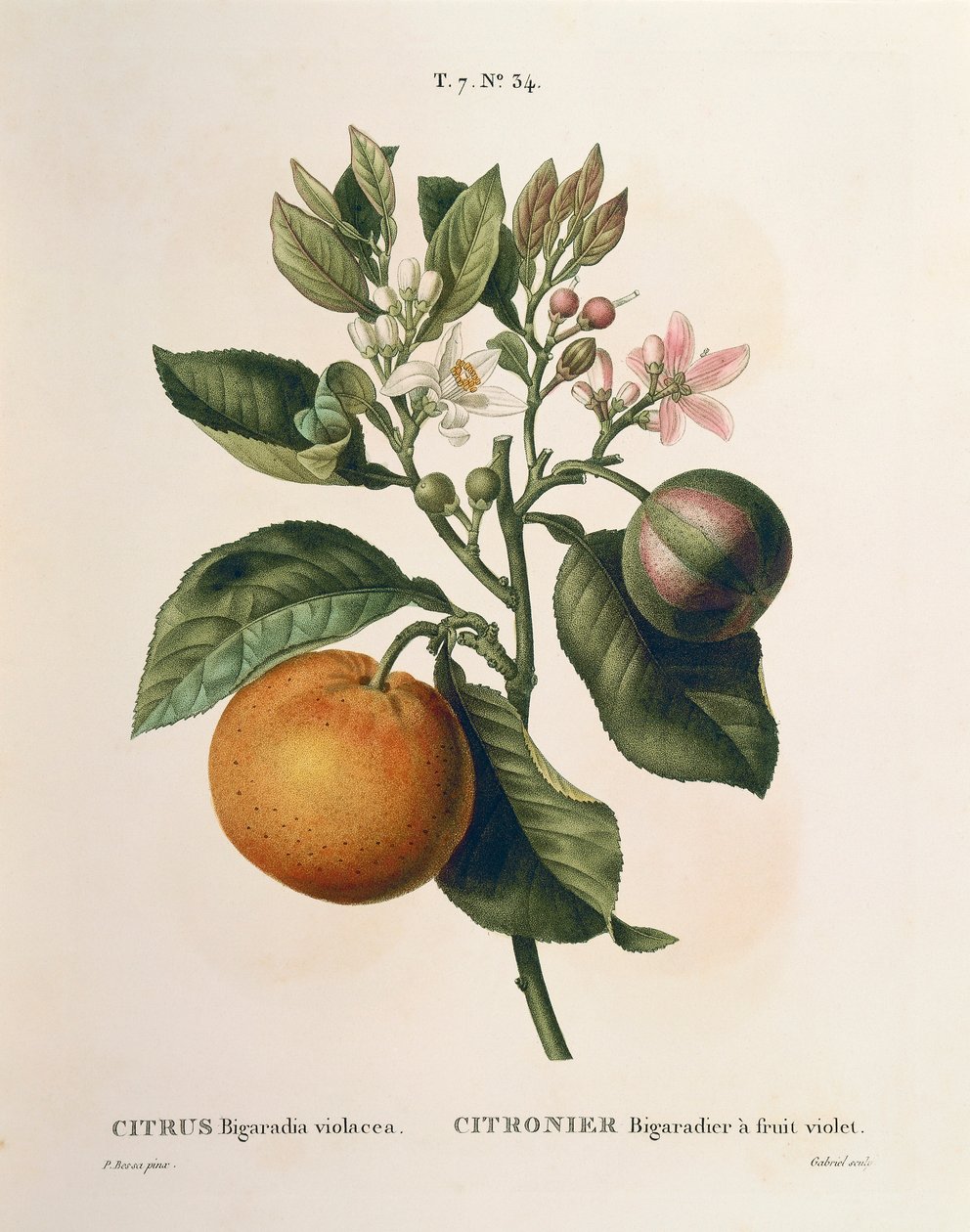 Bitter orange (Citrus aurantium) with violet fruit by Pierre Joseph Redoute (1759-1840) بواسطة بيير جوزيف ريدوت