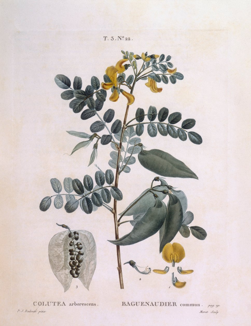 Bladder Senna (Colutea arborescence) ، Henry Louis Duhamel du Monceau ، لوحة نباتية بواسطة Pierre Joseph Redouté بواسطة بيير جوزيف ريدوت