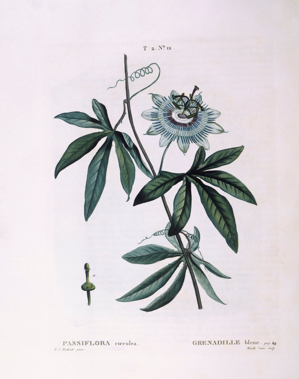 زهرة العاطفة الزرقاء (Passiflora caerulea) ، Henry Louis Duhamel du Monceau ، لوحة نباتية من تصميم Pierre Joseph Redouté بواسطة بيير جوزيف ريدوت