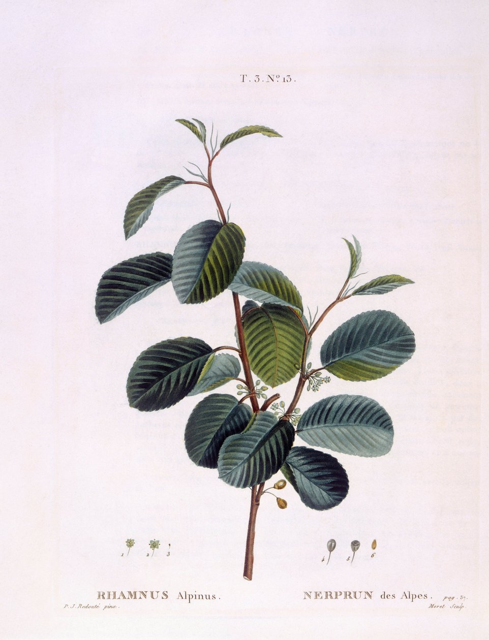 النبق (Rhamnus alpinus) ، هنري لويس دوهاميل دو مونسو ، لوحة نباتية بقلم بيير جوزيف ريدوتي بواسطة بيير جوزيف ريدوت