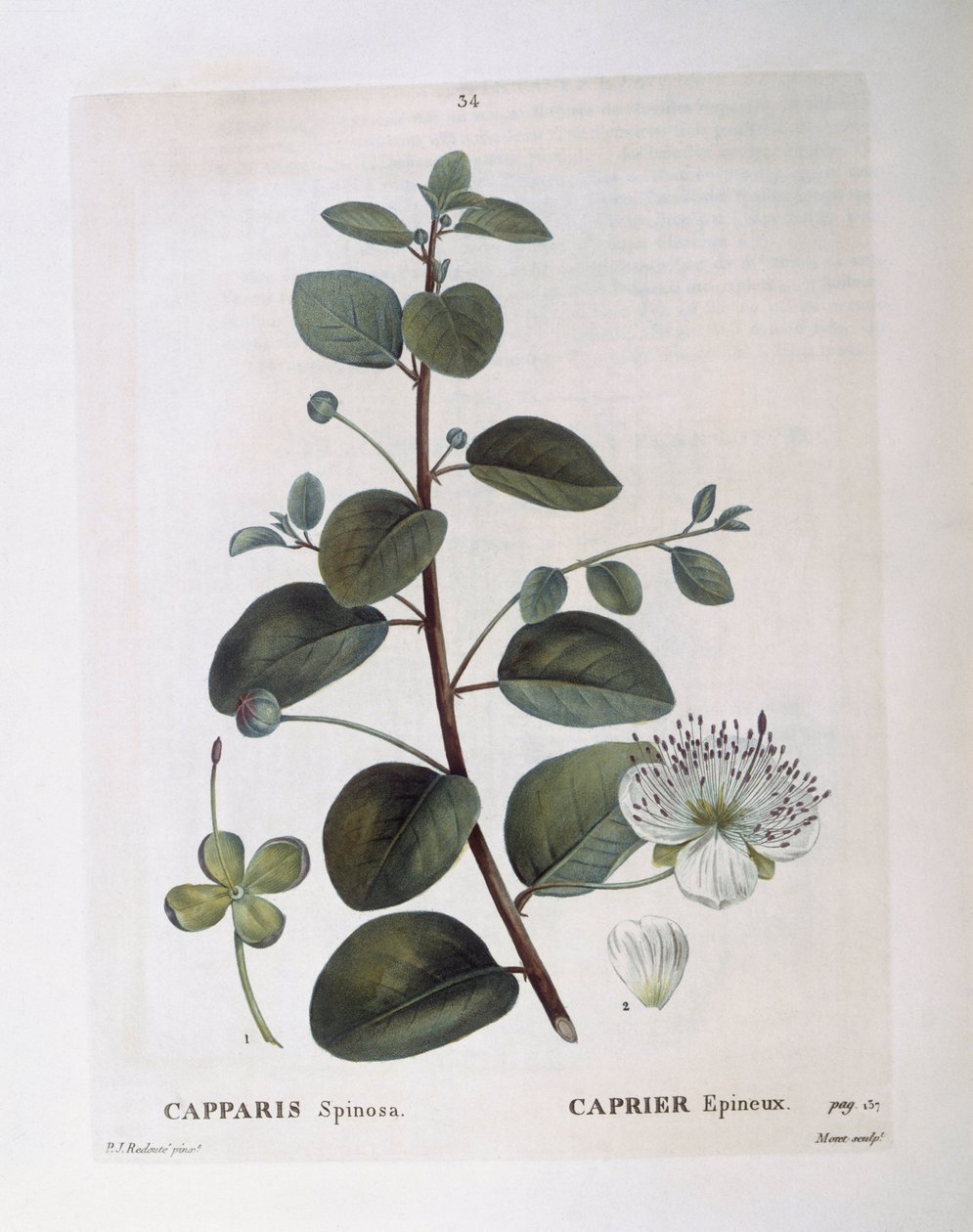 Caper (Capparis spinosa) ، Henry Louis Duhamel du Monceau ، لوحة نباتية من تأليف Pierre Joseph Redouté بواسطة بيير جوزيف ريدوت