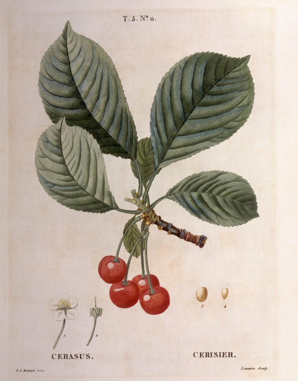 الكرز (Cerasus) ، Henry Louis Duhamel du Monceau ، لوحة نباتية بواسطة Pierre Joseph Redouté بواسطة بيير جوزيف ريدوت