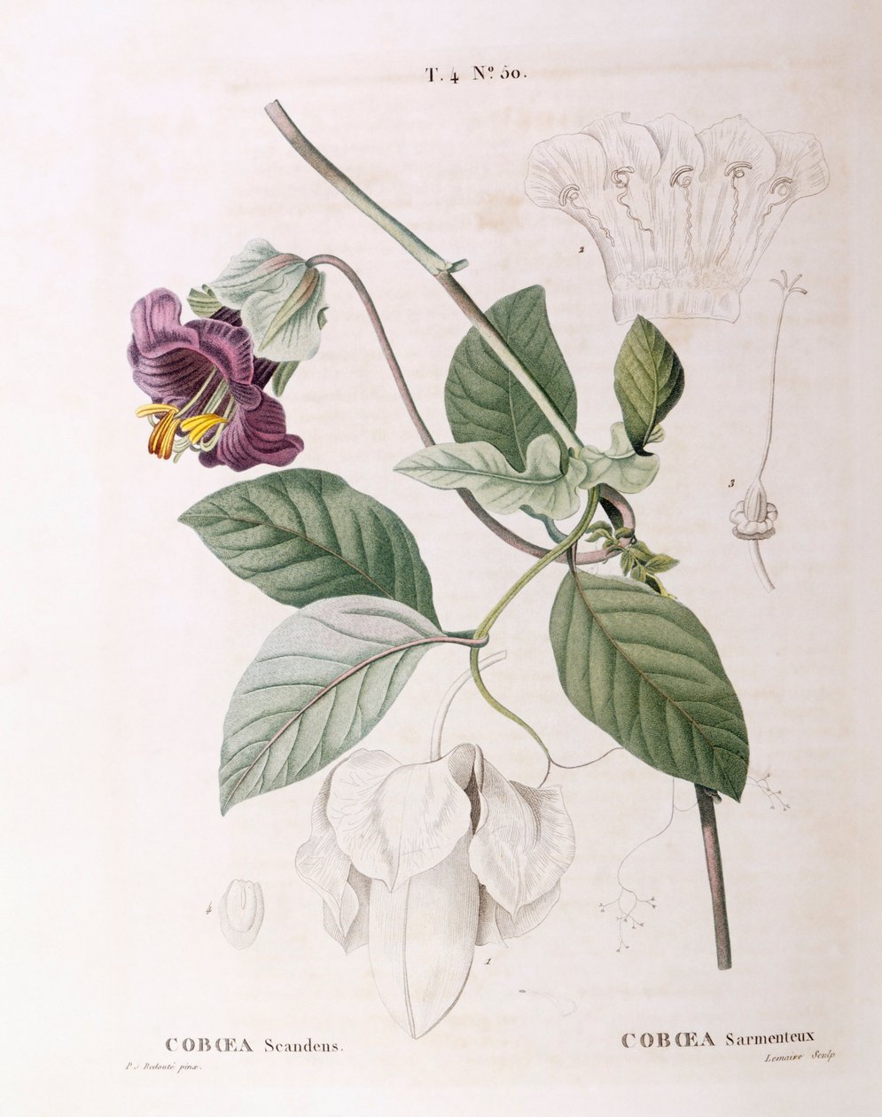 فنجان وصحن كرمة (Cobaea scandens) ، Henry Louis Duhamel du Monceau ، لوحة نباتية بواسطة Pierre Joseph Redouté بواسطة بيير جوزيف ريدوت