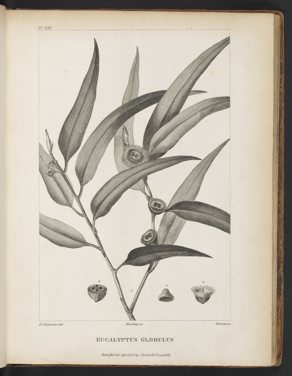 Eucalyptus Globulus من "سرد لرحلة بحثًا عن La Perouse" بقلم جاك جوليان هوتو دي لا بيلارديير بواسطة بيير جوزيف ريدوت