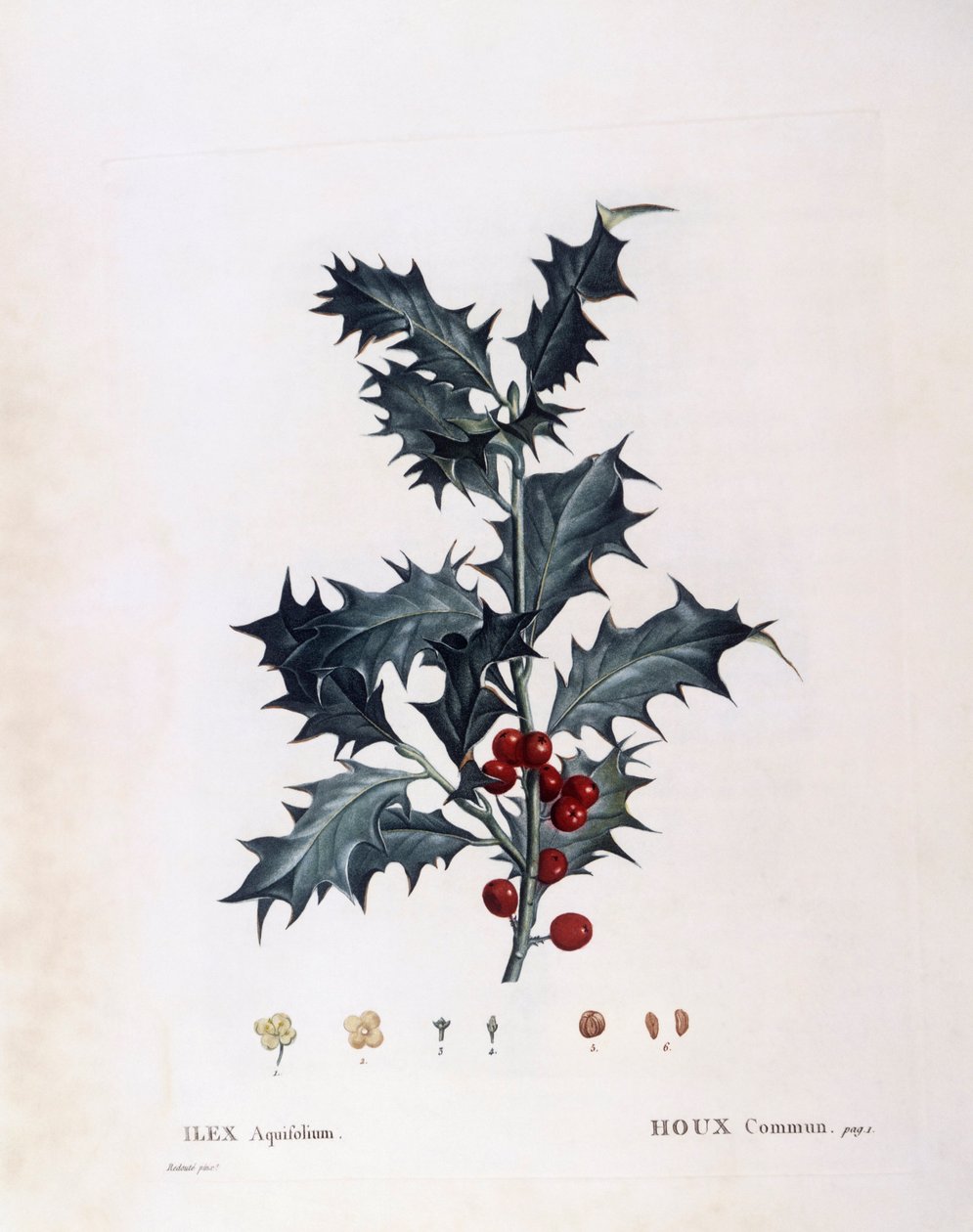 European holly (Ilex aquifolium), Henry Louis Duhamel du Monceau, botanical plate by Pierre Joseph Redouté بواسطة بيير جوزيف ريدوت