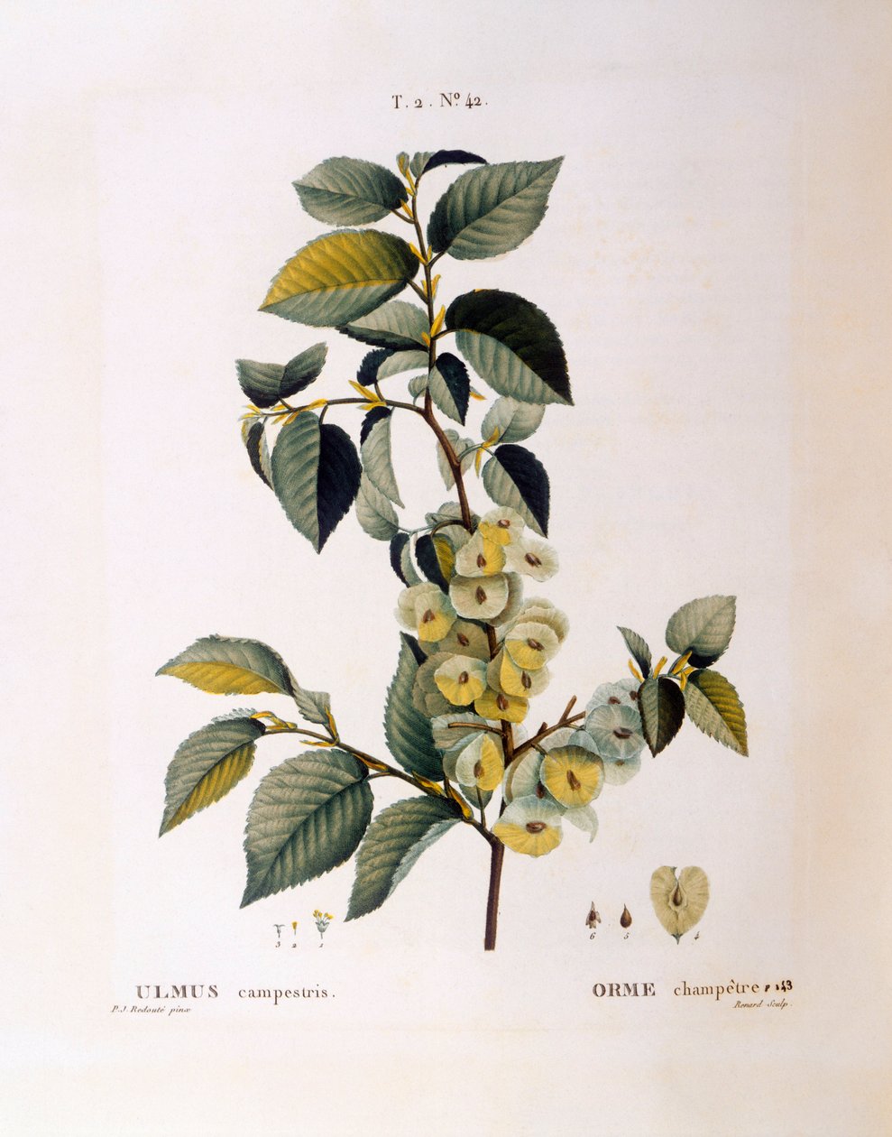 حقل الدردار (Ulmus campestris أو الصغرى) ، هنري لويس دوهاميل دو مونسو ، لوحة نباتية بقلم بيير جوزيف ريدوتي بواسطة بيير جوزيف ريدوت