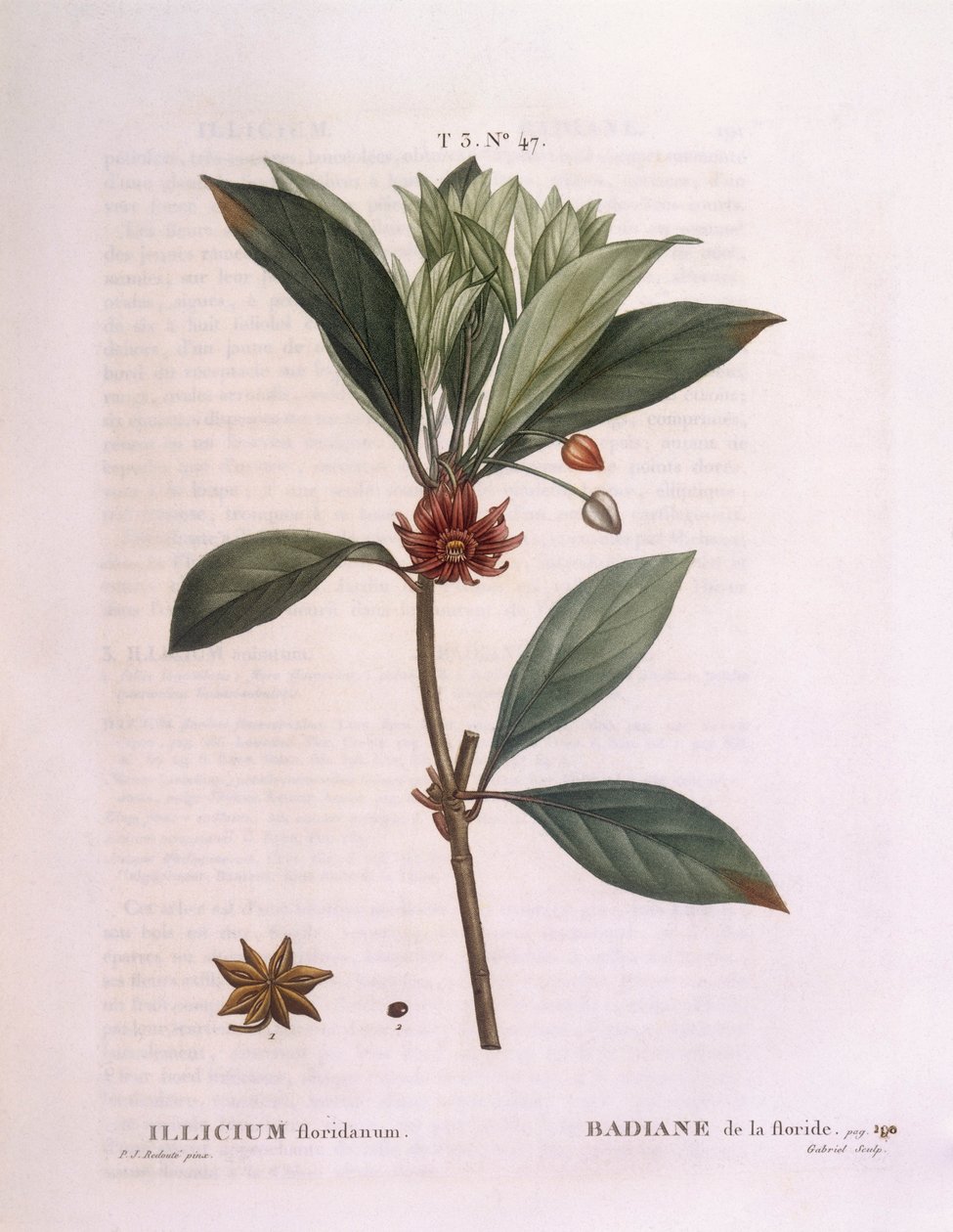 شجرة يانسون فلوريدا (Illicium floridanum) ، هنري لويس دوهاميل دو مونسو ، لوحة نباتية بقلم بيير جوزيف ريدوتي بواسطة بيير جوزيف ريدوت