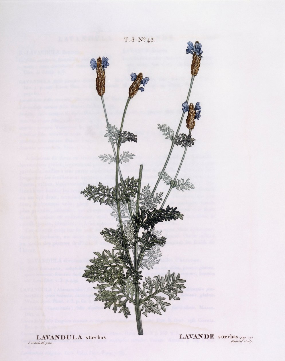 اللافندر الفرنسي (Lavandula stoechas) ، Henry Louis Duhamel du Monceau ، لوحة نباتية من تصميم Pierre Joseph Redouté بواسطة بيير جوزيف ريدوت
