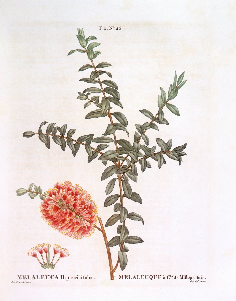شجيرة هيلوك (Melaleuca hypericifolia) ، Henry Louis Duhamel du Monceau ، لوحة نباتية بواسطة Pierre Joseph Redouté بواسطة بيير جوزيف ريدوت