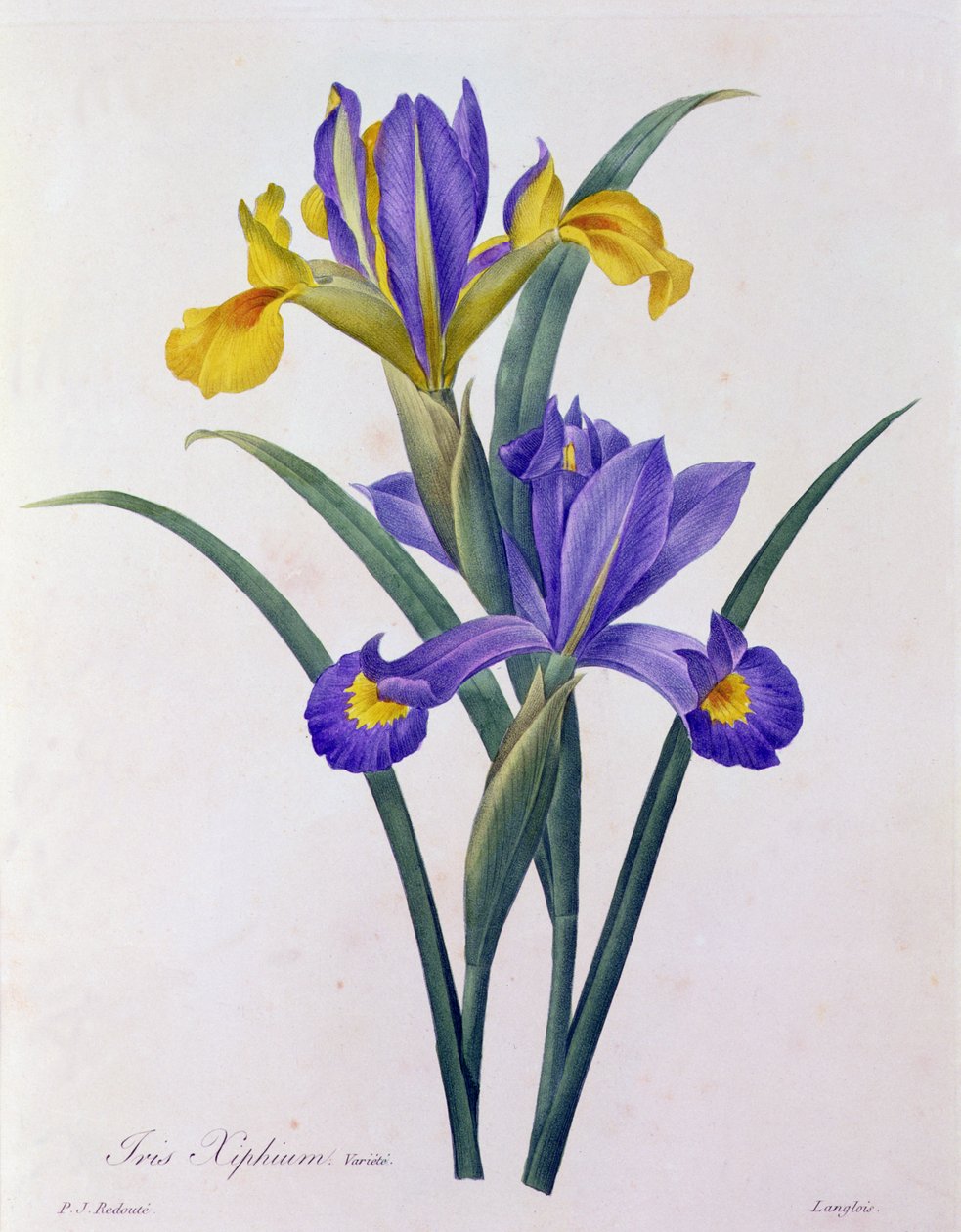 Iris Xiphium (نقش ملون) بواسطة بيير جوزيف ريدوت