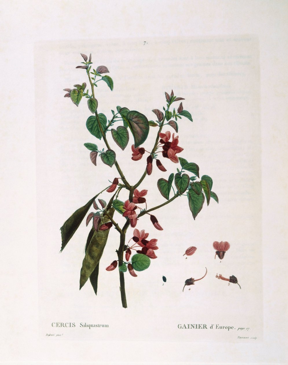 شجرة يهوذا (Cercis siliquastrum) ، Henry Louis Duhamel du Monceau ، لوحة نباتية بقلم Pierre Joseph Redouté بواسطة بيير جوزيف ريدوت