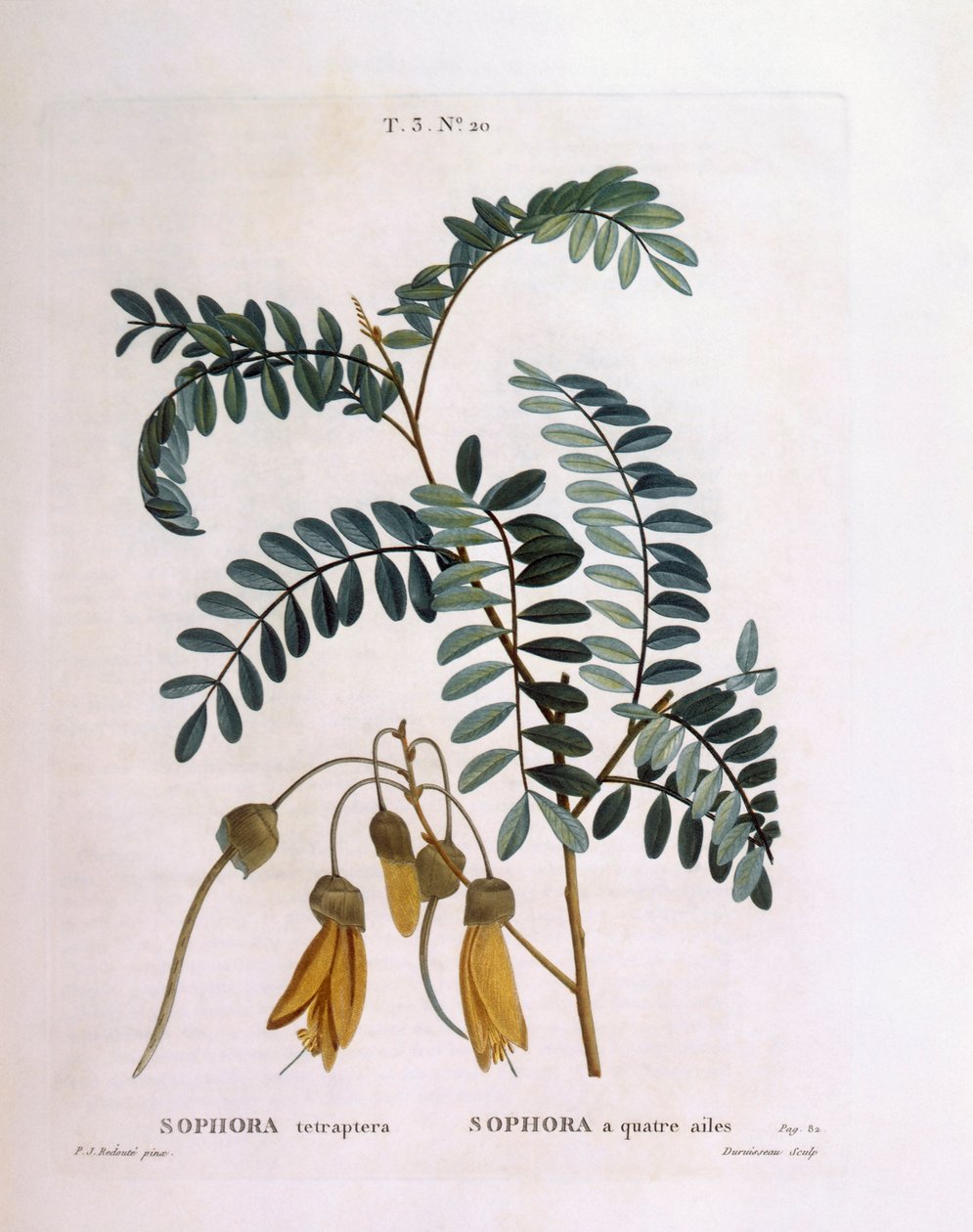 Kowhai (Sophora tetraptera أو Edwardsia grandiflora) ، Henry Louis Duhamel du Monceau ، لوحة نباتية بواسطة Pierre Joseph Redouté بواسطة بيير جوزيف ريدوت
