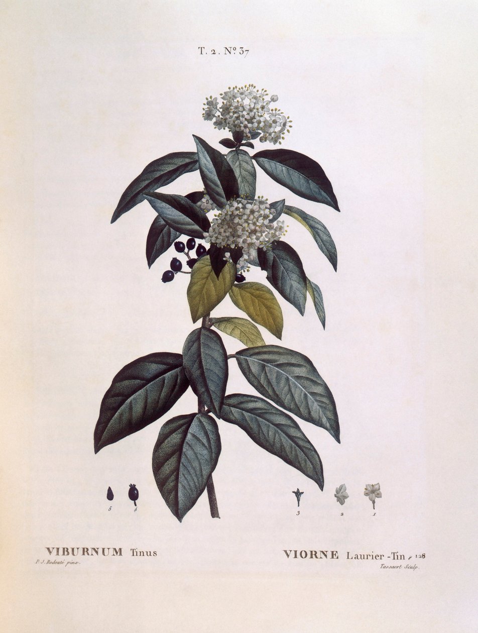 Laurustinus (Viburnum tinus) ، Henry Louis Duhamel du Monceau ، لوحة نباتية من تصميم Pierre Joseph Redouté بواسطة بيير جوزيف ريدوت