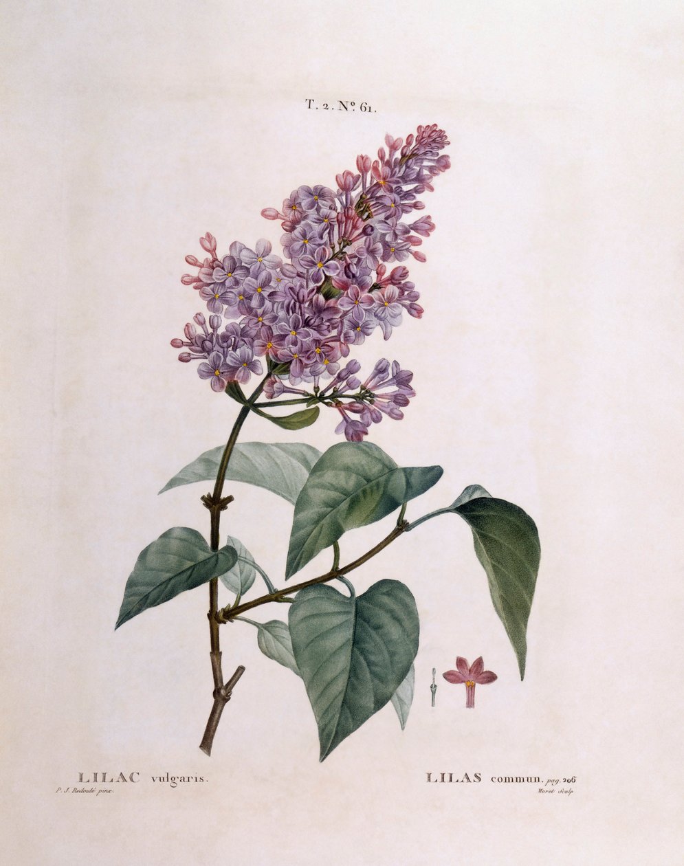 ليلك (Syringa vulgaris) ، Henry Louis Duhamel du Monceau ، لوحة نباتية من تصميم Pierre Joseph Redouté بواسطة بيير جوزيف ريدوت