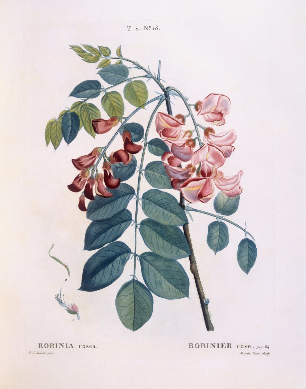 الجراد (Robinia rosea) ، Henry Louis Duhamel du Monceau ، لوحة نباتية بواسطة Pierre Joseph Redouté بواسطة بيير جوزيف ريدوت