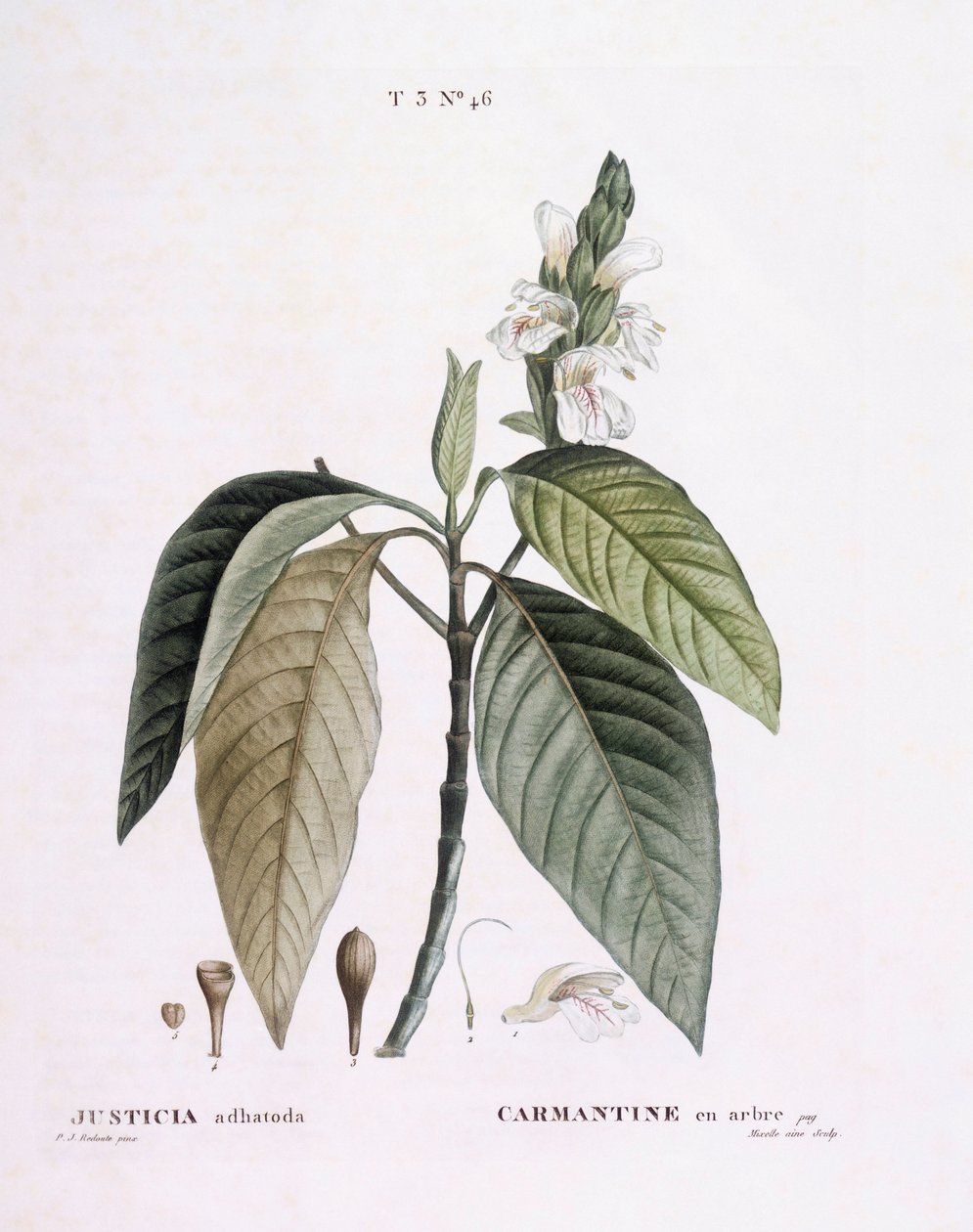 Malabar nut (Justicia adhatoda) ، Henry Louis Duhamel du Monceau ، لوحة نباتية من تصميم Pierre Joseph Redouté بواسطة بيير جوزيف ريدوت