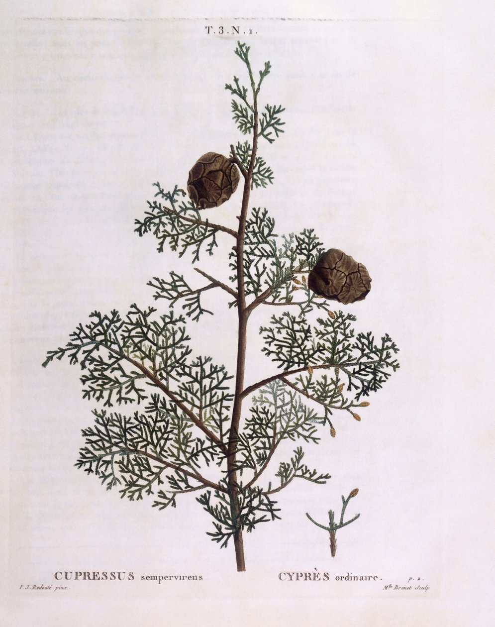 سرو البحر الأبيض المتوسط (Cupressus sempervirens) ، هنري لويس دوهاميل دو مونسو ، لوحة نباتية بقلم بيير جوزيف ريدوتي بواسطة بيير جوزيف ريدوت