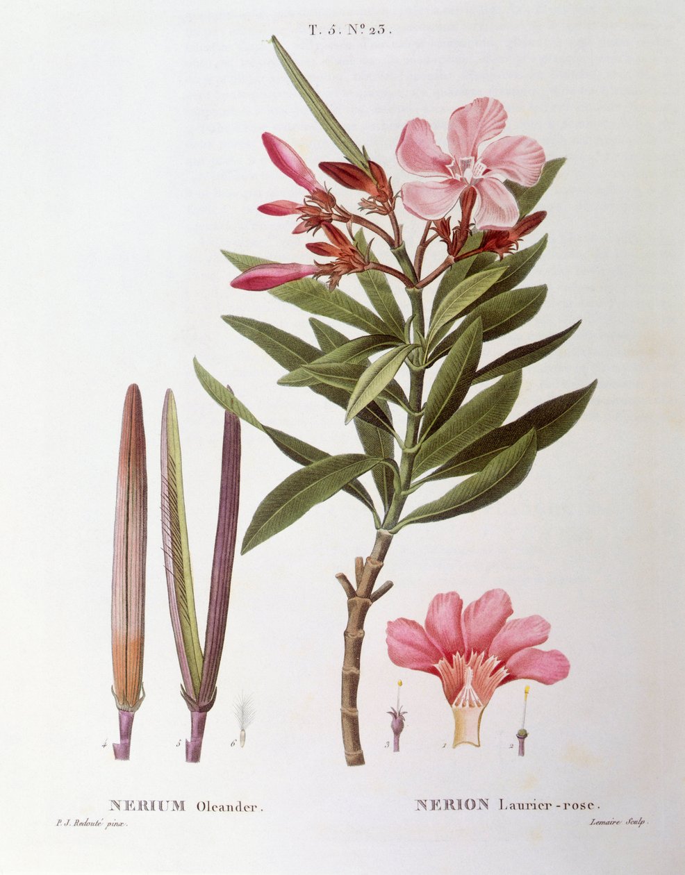 الدفلى (Nerium oleander) ، Henry Louis Duhamel du Monceau ، لوحة نباتية بواسطة Pierre Joseph Redouté بواسطة بيير جوزيف ريدوت