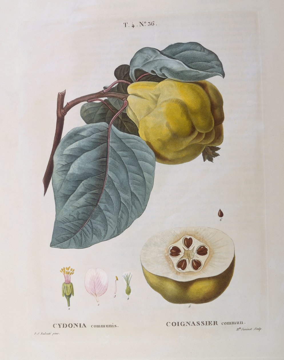 السفرجل (Cydonia communis) ، Henry Louis Duhamel du Monceau ، لوحة نباتية بواسطة Pierre Joseph Redouté بواسطة بيير جوزيف ريدوت