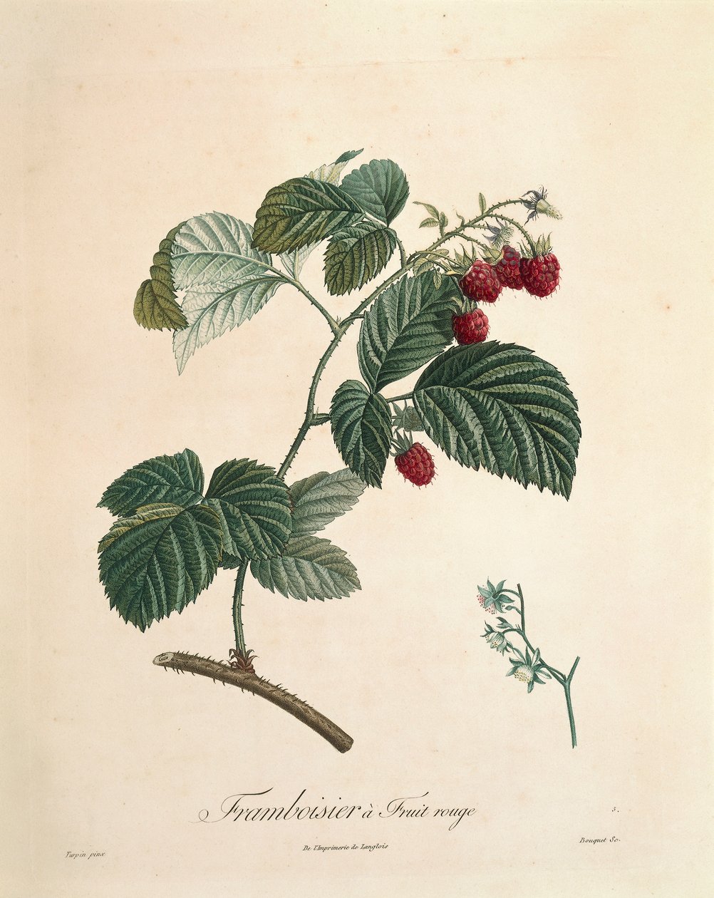 توت العليق بيير جوزيف ريدوت (1759-1840) بواسطة بيير جوزيف ريدوت