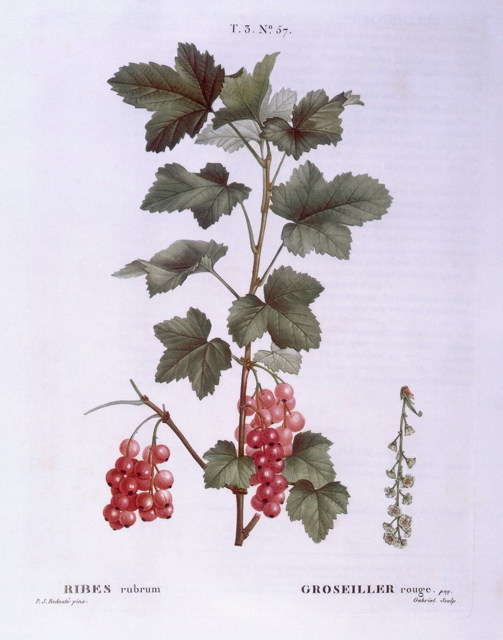 الكشمش الأحمر (Ribes rubrum) ، Henry Louis Duhamel du Monceau ، لوحة نباتية من تصميم Pierre Joseph Redouté بواسطة بيير جوزيف ريدوت