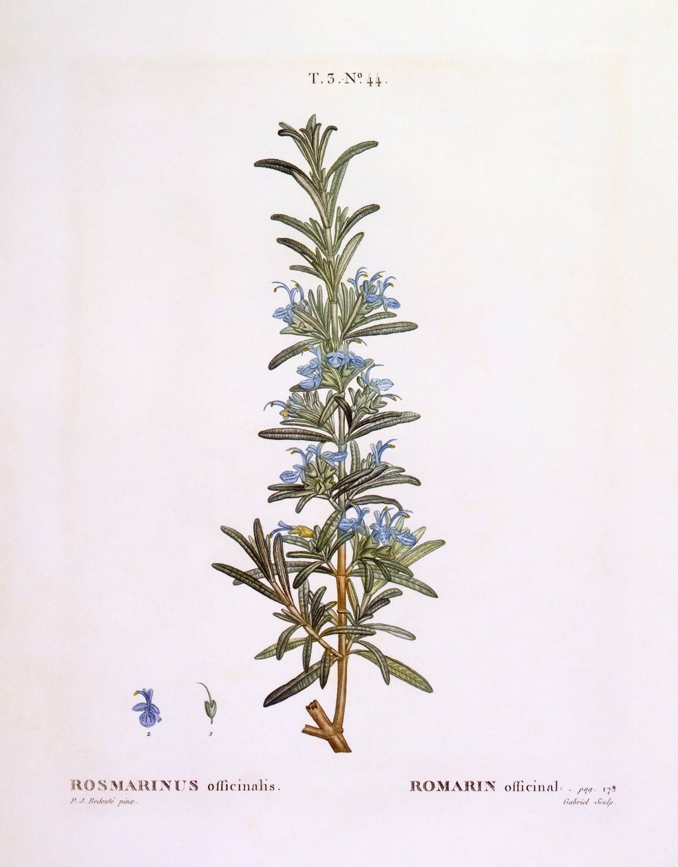 روزماري (Rosmarinus officinalis) ، هنري لويس دوهاميل دو مونسو ، لوحة نباتية بقلم بيير جوزيف ريدوتي بواسطة بيير جوزيف ريدوت