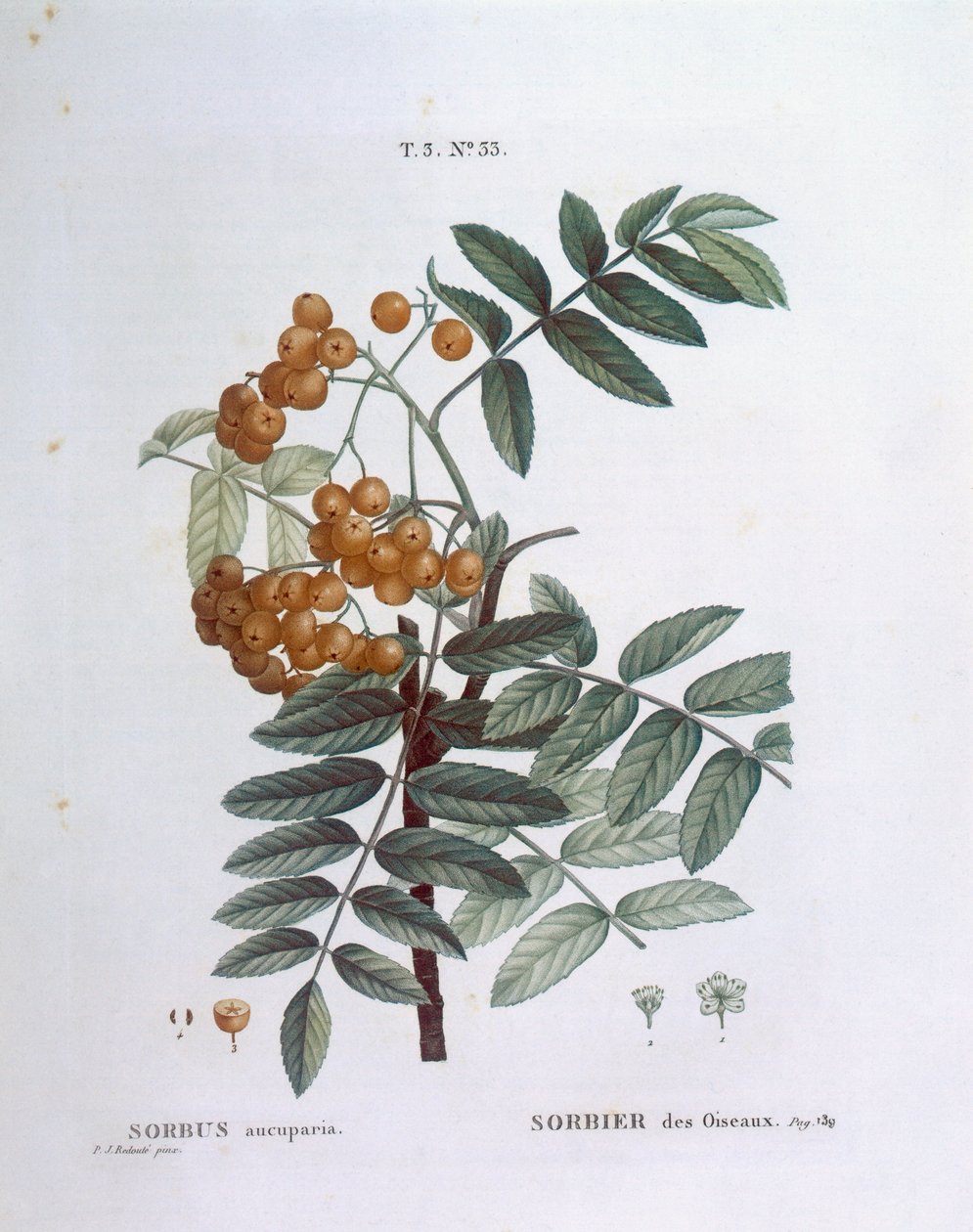 Rowan or European mountain ash (Sorbus aucuparia), Henry Louis Duhamel du Monceau, botanical plate by Pierre Joseph Redouté بواسطة بيير جوزيف ريدوت
