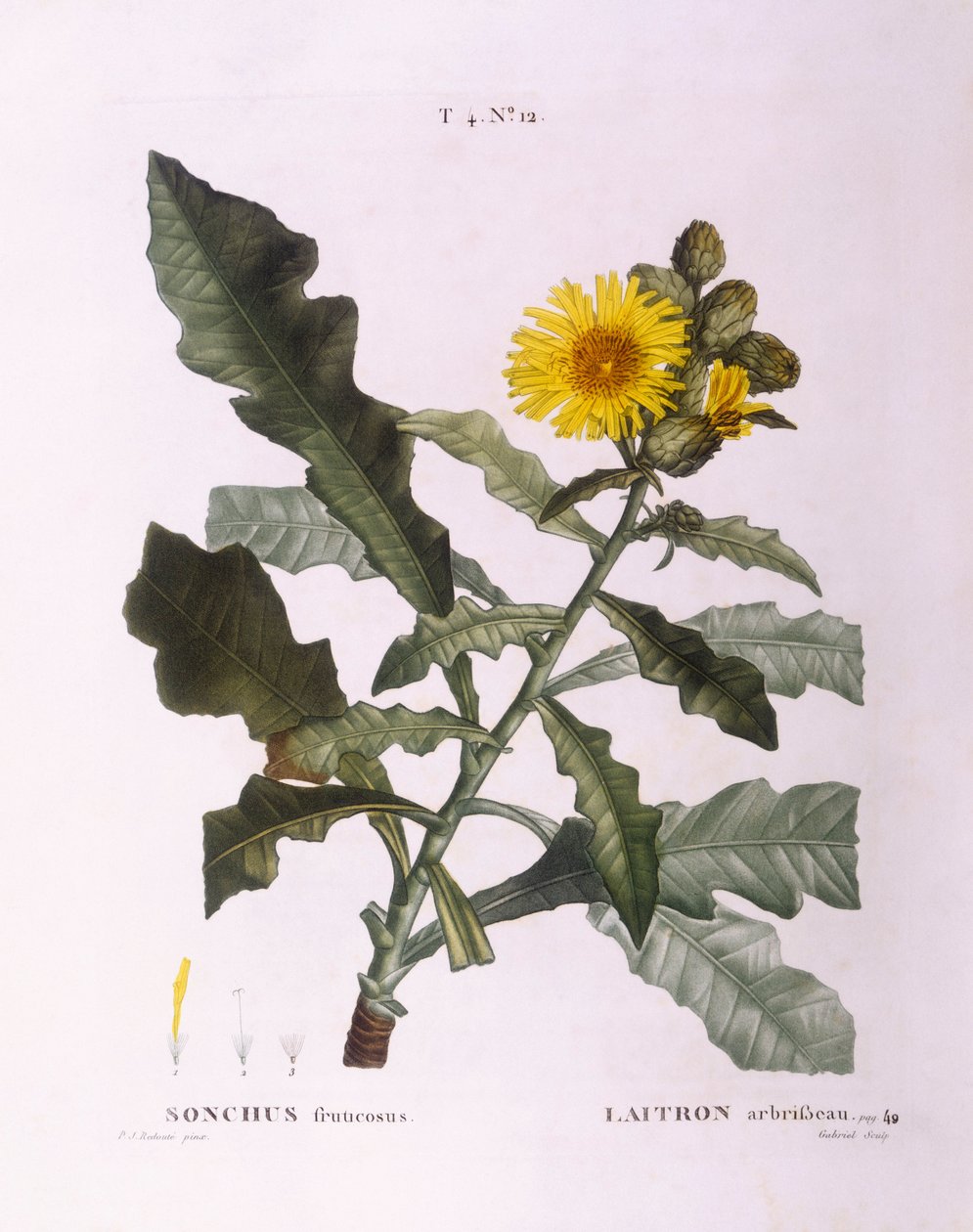 زرع الأشواك (Sonchus fruticosus) ، هنري لويس دوهاميل دو مونسو ، لوحة نباتية بقلم بيير جوزيف ريدوتي بواسطة بيير جوزيف ريدوت