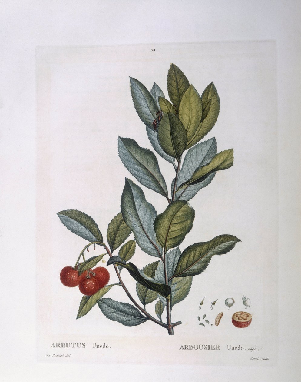 شجرة الفراولة (Arbutus unedo) ، Henry Louis Duhamel du Monceau ، لوحة نباتية بواسطة Pierre Joseph Redouté بواسطة بيير جوزيف ريدوت