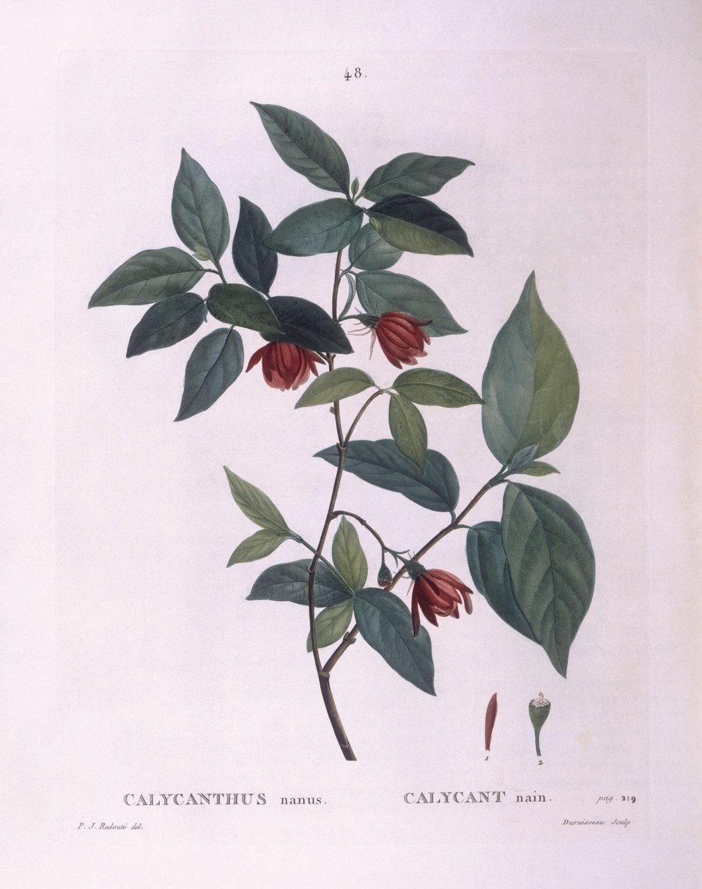 Sweetshrub (Calycanthus nanus) ، هنري لويس دوهاميل دو مونسو ، لوحة نباتية بقلم بيير جوزيف ريدوتي بواسطة بيير جوزيف ريدوت