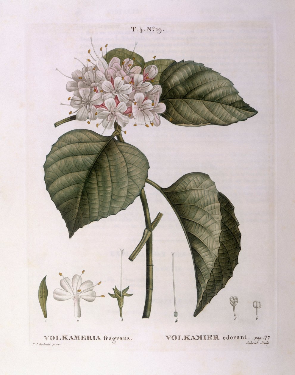 Volkameria fragrans Henry Louis Duhamel du Monceau ، لوحة نباتية من تصميم Pierre Joseph Redouté بواسطة بيير جوزيف ريدوت