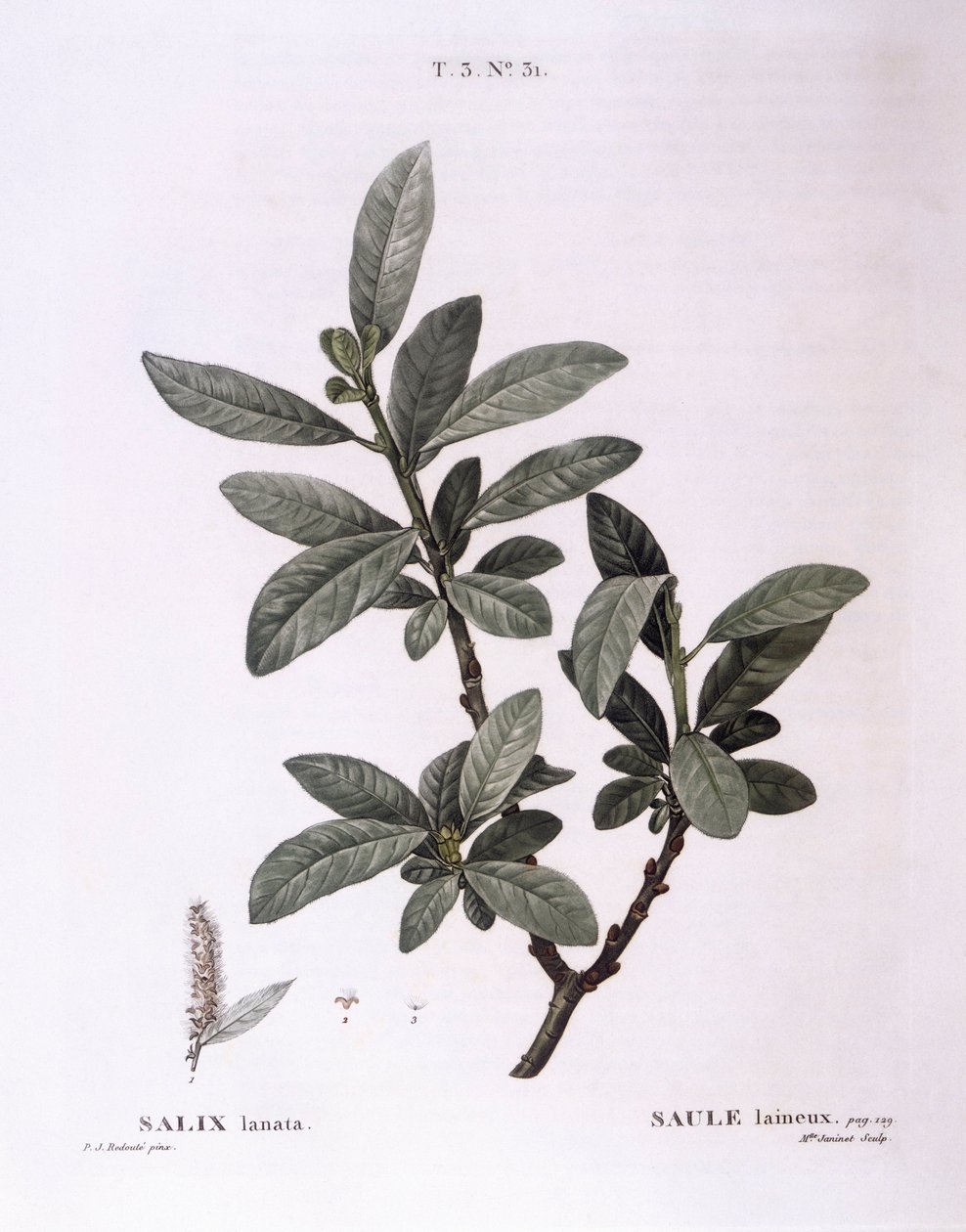 الصفصاف (Salix lanata) ، Henry Louis Duhamel du Monceau ، لوحة نباتية من تصميم Pierre Joseph Redouté بواسطة بيير جوزيف ريدوت