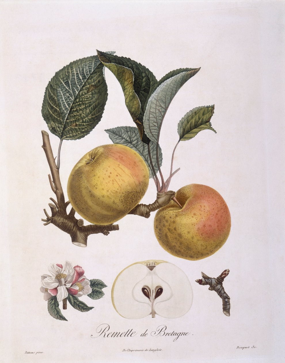 التفاح (Malus domestica) ، عنابي متنوعة هنري لويس دوهاميل دو مونسو ، لوحة نباتية لبيير أنطوان بواتو بواسطة بيير أنطوان (بعد) بواتو