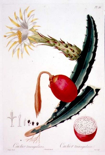 Cactus Triangularis ، اللوحة 26 من المجلد 4 من Flore des Antilles ، بقلم فرانسوا ريتشارد توساك ، نُشر في 1808-27 بواسطة بيير أنطوان (بعد) بواتو