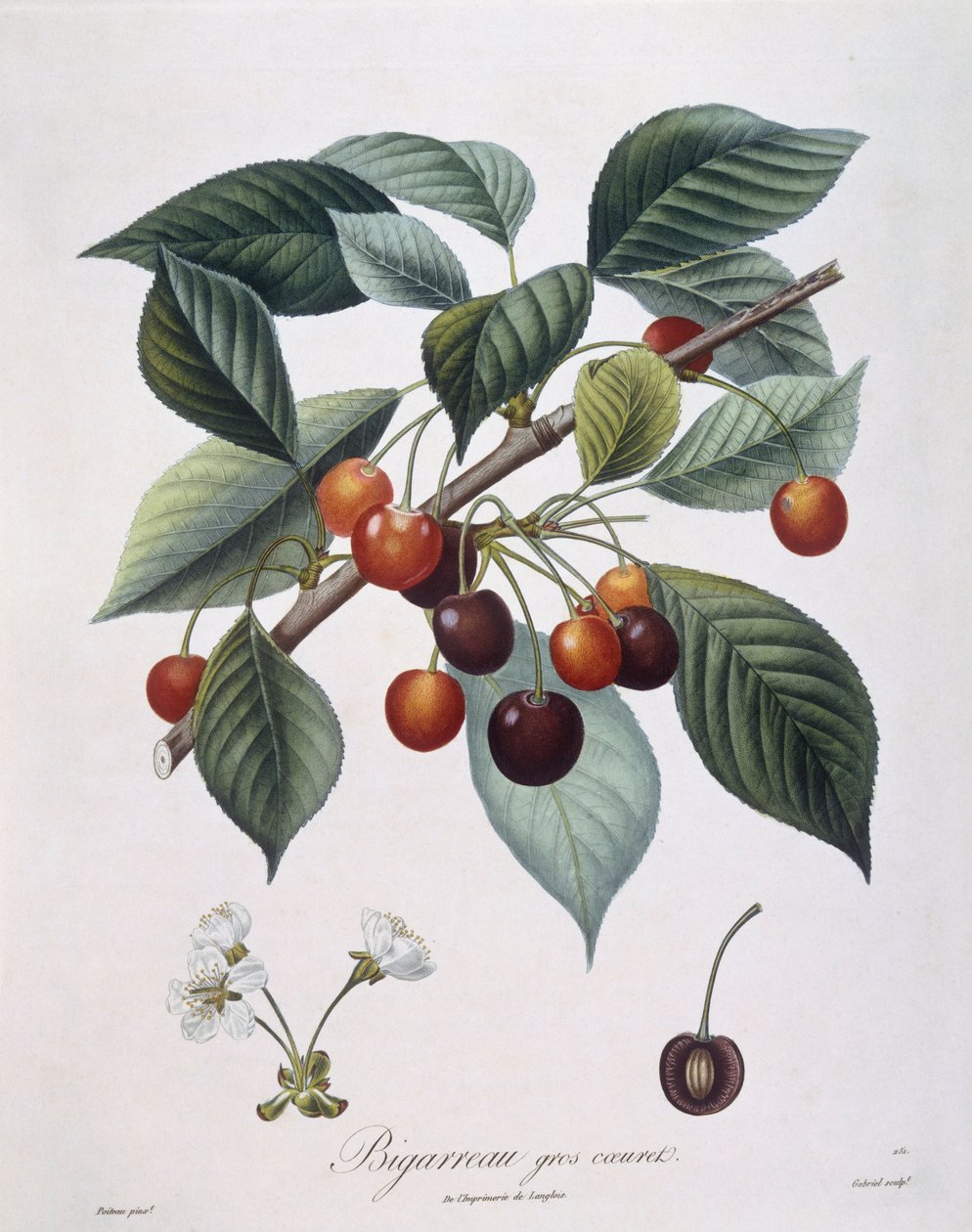Cherry tree (Prunus avium) "Bigarreau" Henry Louis Duhamel du Monceau, botanical plate by Pierre Antoine Poiteau بواسطة بيير أنطوان (بعد) بواتو