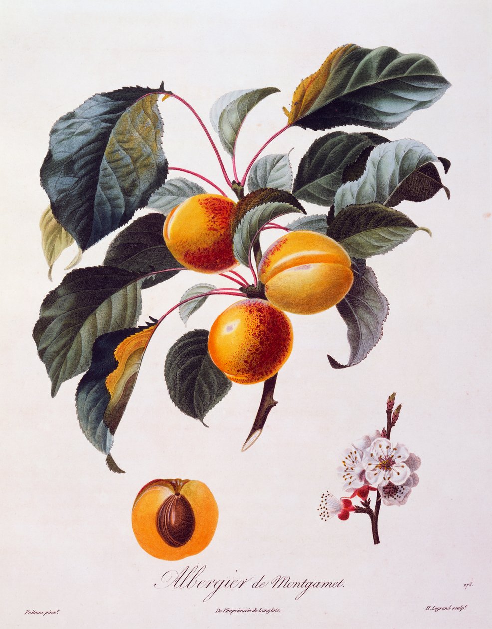 Fruits and flowers of apricot Albergier De Montgamet, about 1846, coloured engraving by Pierre-Antoine Poiteau from Pomolgie Francais, France بواسطة بيير أنطوان (بعد) بواتو