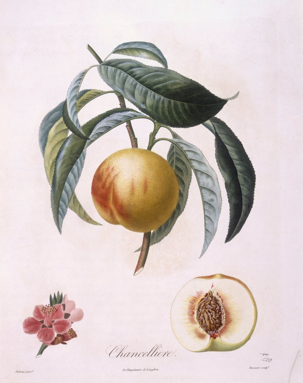 الخوخ "Chancelliere" Henry Louis Duhamel du Monceau ، لوحة نباتية من إعداد Pierre Antoine Poiteau بواسطة بيير أنطوان (بعد) بواتو