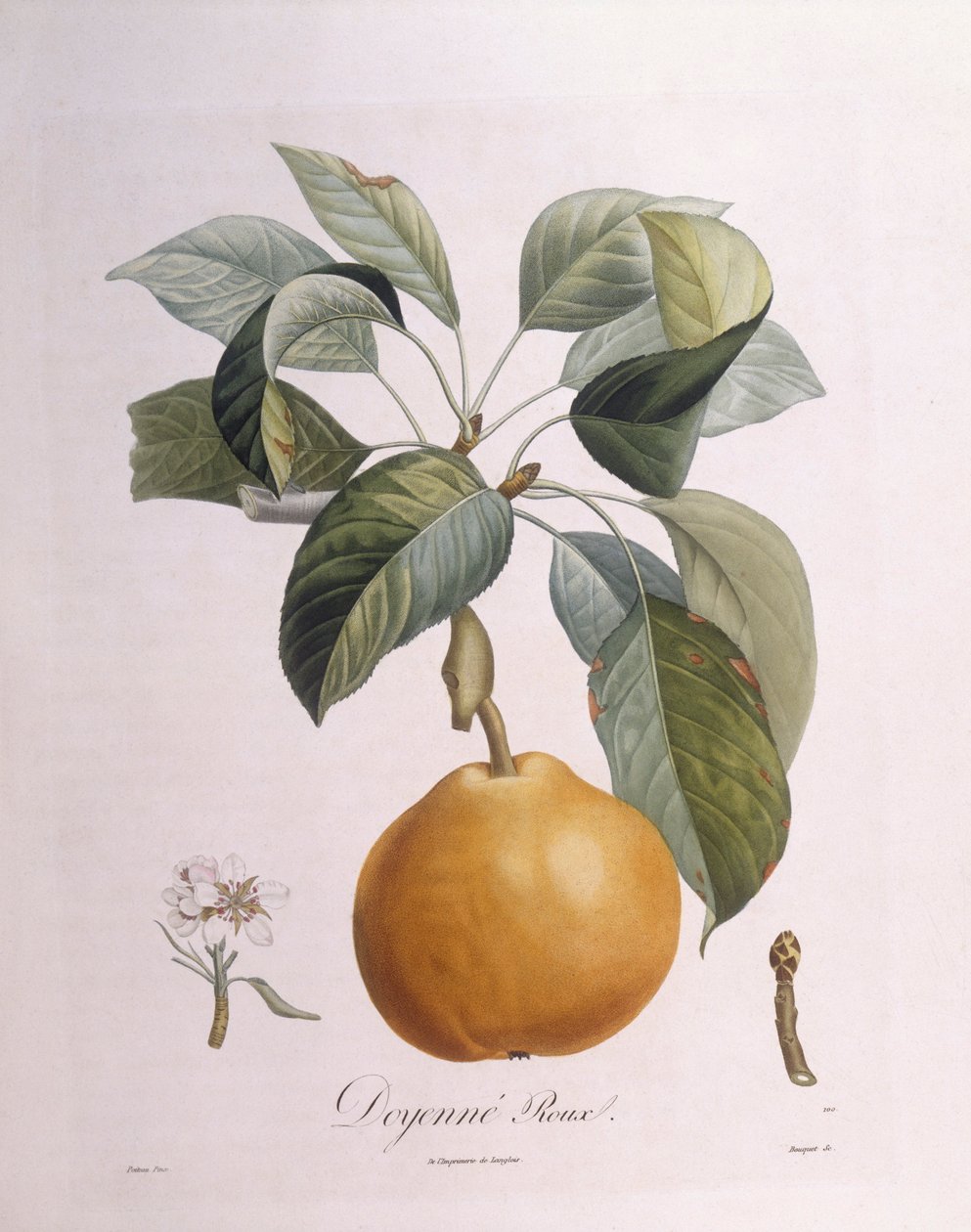 الكمثرى "Doyenné roux" Henry Louis Duhamel du Monceau ، لوحة نباتية من تأليف Pierre Antoine Poiteau بواسطة بيير أنطوان (بعد) بواتو