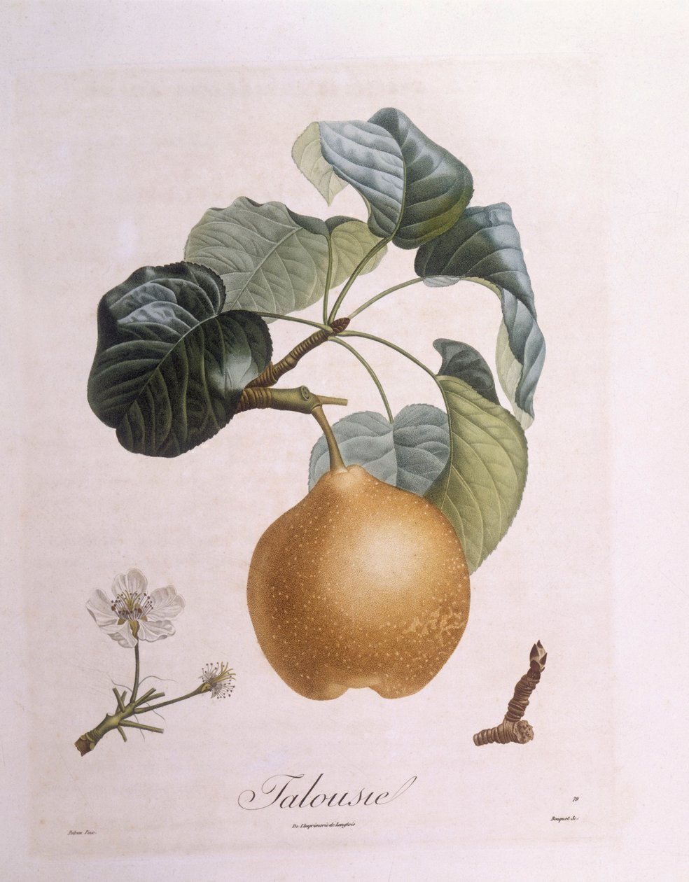 الكمثرى "Talousie" Henry Louis Duhamel du Monceau ، لوحة نباتية من تأليف Pierre Antoine Poiteau بواسطة بيير أنطوان (بعد) بواتو