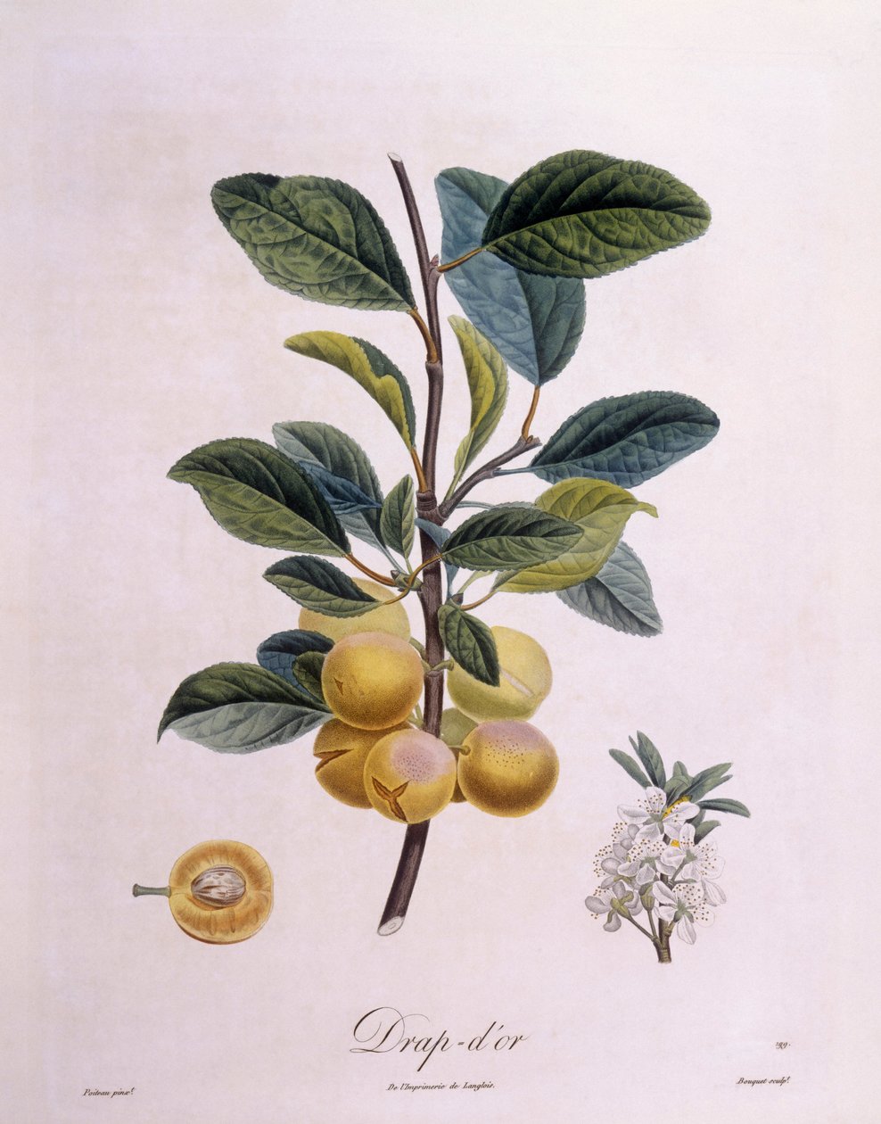Plum "Drap d'or" ، Henry Louis Duhamel du Monceau ، لوحة نباتية بقلم بيير أنطوان بواتو بواسطة بيير أنطوان (بعد) بواتو