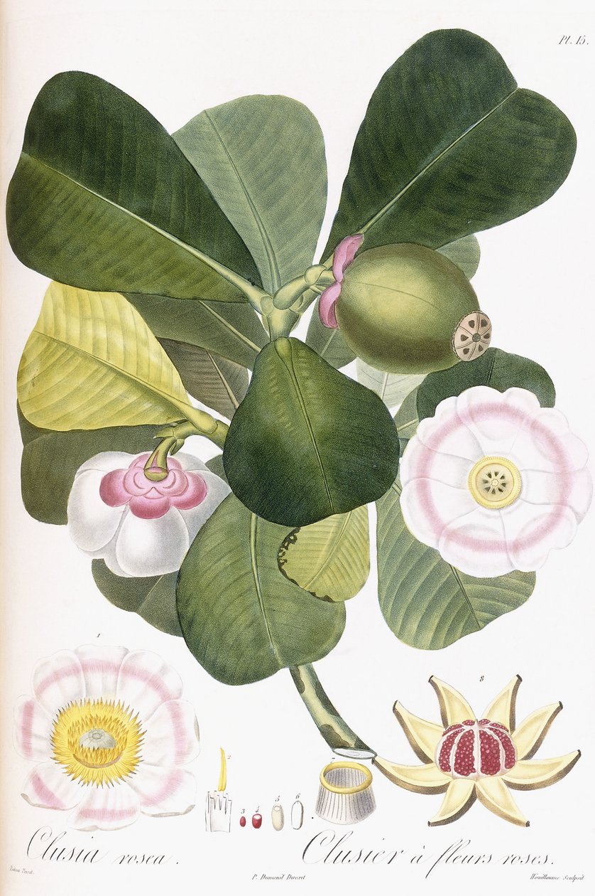 Clusia rosea ، Clusier مع الزهور الوردية ، 1808-1828 بواسطة بيير أنطوان بويتو