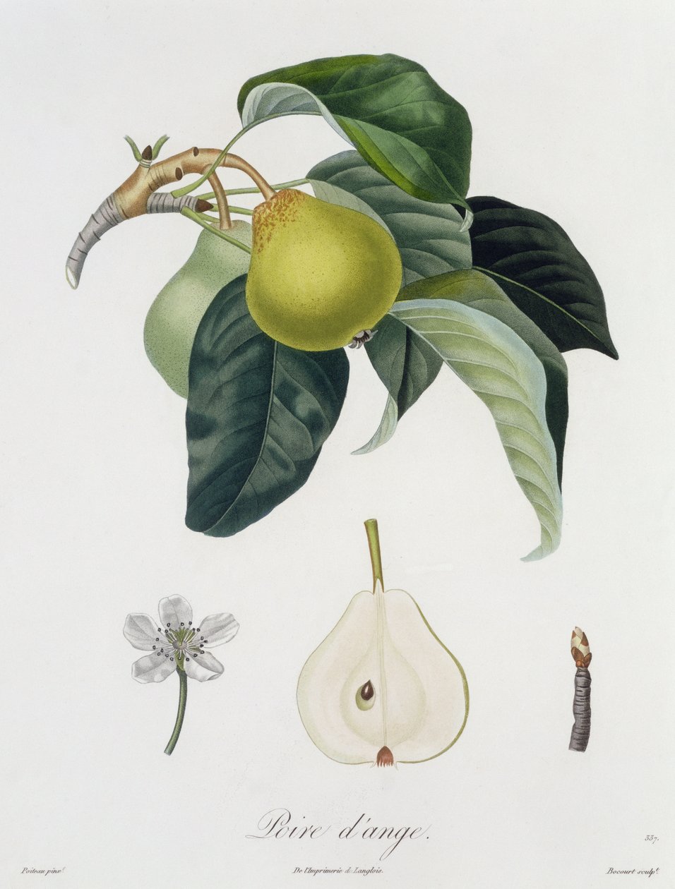 Poire d&39;ange ، محفورة بواسطة Bocourt ، تم نشره عام 1755 (نقش الألوان) بواسطة بيير أنطوان بويتو