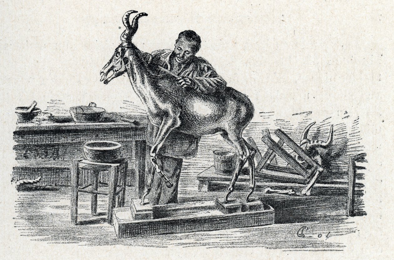التحنيط: أحد متخصصي التحنيط المحشو بالطرب في ورشته النقش من Excursion a travers les metiers” من مجموعة Pierre Calmette Collection privee بواسطة بيير كالميتيس
