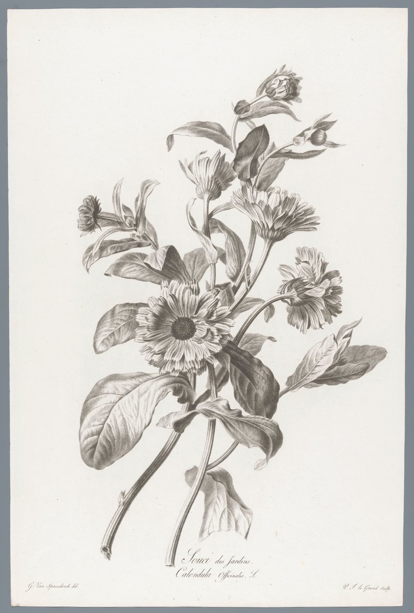 Goudsbloem القطيفة / Calendula Officinalis L. (العنوان على الكائن) زهور مستمدة من الطبيعة (...) (عنوان السلسلة) بواسطة بيير فرانسوا ليجراند